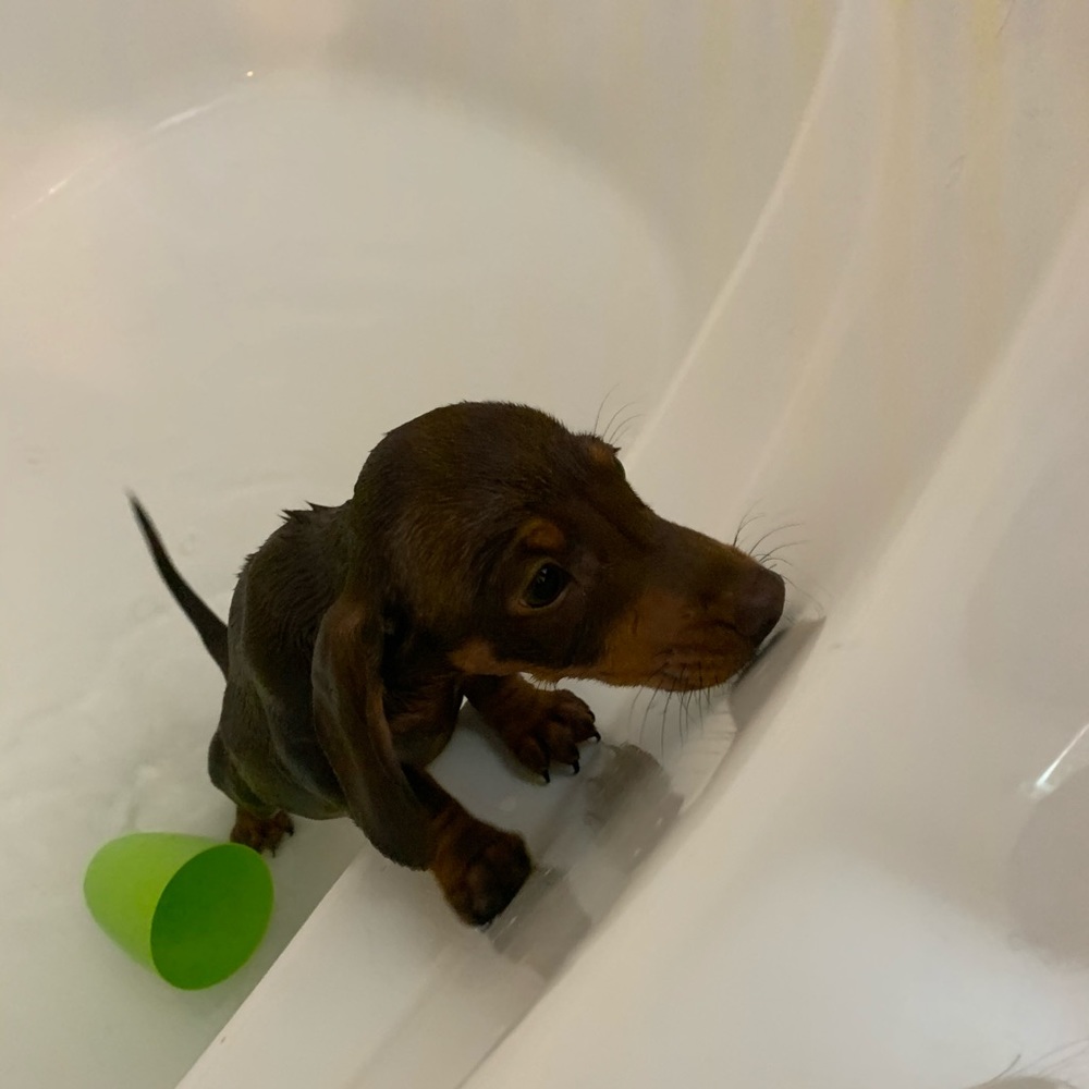 Meet your Posher, Victor